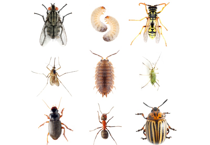 Pest Control Website For Sale